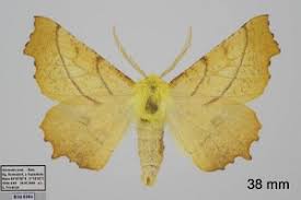 Attēlu rezultāti vaicājumam “Ennomos alniaria”