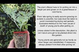 Image result for Lychnis chalcedonica `Dusky Salmon`