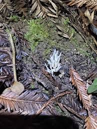 Attēlu rezultāti vaicājumam “Tremellodendropsis tuberosa”