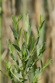Attēlu rezultāti vaicājumam “Salix repens subsp. rosmarinifolia fruit”