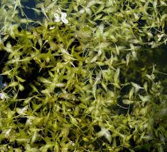 Attēlu rezultāti vaicājumam “Lemna trisulca”