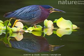 Image result for Butorides virescens