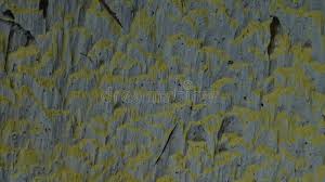 Attēlu rezultāti vaicājumam “Antrodia xantha”