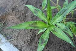 Attēlu rezultāti vaicājumam “Persicaria lapathifolia leaf”