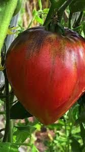 Afbeeldingsresultaat voor black oxheart tomato