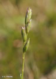 Attēlu rezultāti vaicājumam “Danthonia decumbens”