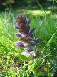 Attēlu rezultāti vaicājumam “Ajuga pyramidalis leaf”