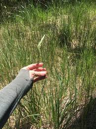 Attēlu rezultāti vaicājumam “Stemonitopsis aequalis (var. aequalis)”