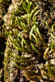 Attēlu rezultāti vaicājumam “Leucodon sciuroides”