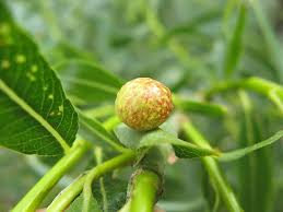 Attēlu rezultāti vaicājumam “Sacchiphantes abietis exuvia”