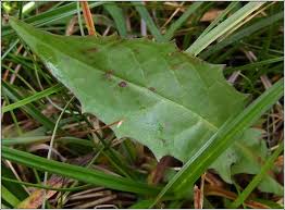 Attēlu rezultāti vaicājumam “Crepis paludosa leaf”
