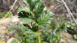 Attēlu rezultāti vaicājumam “Erodium cicutarium leaf”
