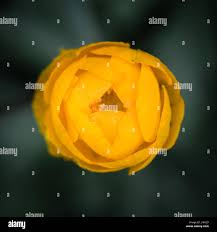 Attēlu rezultāti vaicājumam “Trollius europaeus bud”