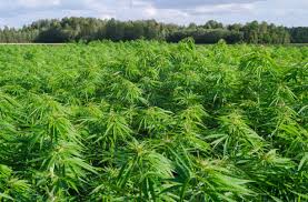 Attēlu rezultāti vaicājumam “Cannabaceae”