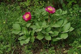 Attēlu rezultāti vaicājumam “Paeoniaceae”