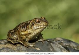 Attēlu rezultāti vaicājumam “Pelobates fuscus”