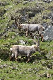 Attēlu rezultāti vaicājumam “Capra”