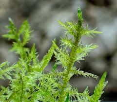 Attēlu rezultāti vaicājumam “Calliergonella cuspidata sporophyte”