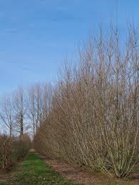 Attēlu rezultāti vaicājumam “Salix triandra”