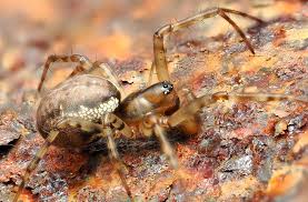 Attēlu rezultāti vaicājumam “Neriene montana”