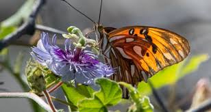 Image result for Papilionoidea