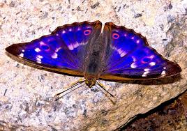 Attēlu rezultāti vaicājumam “Apatura ilia underside”