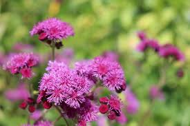Image result for Ageratum mexicanum
