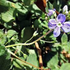 Attēlu rezultāti vaicājumam “Veronica chamaedrys bud”