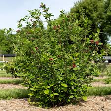 Attēlu rezultāti vaicājumam “Calycanthus floridus”