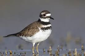 Image result for Charadrius vociferus