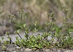 Attēlu rezultāti vaicājumam “Cardaminopsis arenosa bud”