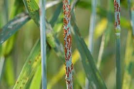 Attēlu rezultāti vaicājumam “Pucciniales”