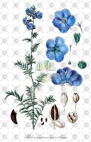 Attēlu rezultāti vaicājumam “Polemonium caeruleum leaf”