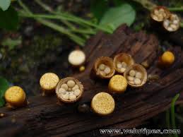 Attēlu rezultāti vaicājumam “Crucibulum laeve”