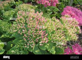 Attēlu rezultāti vaicājumam “Hylotelephium telephium flower”