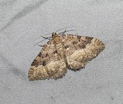 Attēlu rezultāti vaicājumam “Hydria cervinalis”