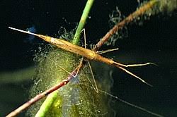 Attēlu rezultāti vaicājumam “Nepa cinerea nymph”