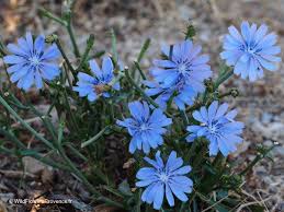Image result for Cichorium intybus