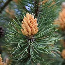Attēlu rezultāti vaicājumam “Pinus mugo male flower”