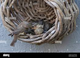 Attēlu rezultāti vaicājumam “Muscicapa striata nest”