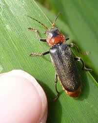 Attēlu rezultāti vaicājumam “Cantharis fusca”