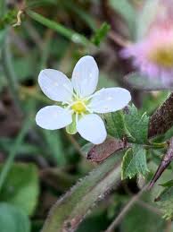 Attēlu rezultāti vaicājumam “Sagina nodosa flower”