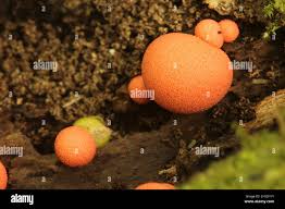 Attēlu rezultāti vaicājumam “Physarum contextum young”