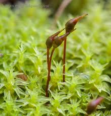 Attēlu rezultāti vaicājumam “Dichodontium pellucidum macro”