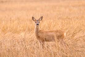 Attēlu rezultāti vaicājumam “Capreolus capreolus”