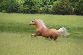 Afbeeldingsresultaat voor paarden