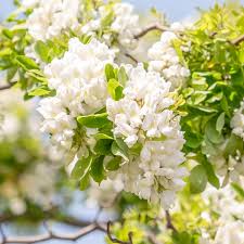 Attēlu rezultāti vaicājumam “Robinia”