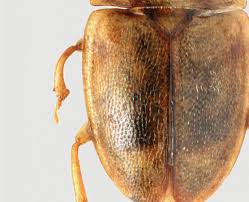 Attēlu rezultāti vaicājumam “Epuraea sp.”