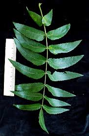 Attēlu rezultāti vaicājumam “Juglans x sinensis leaf”