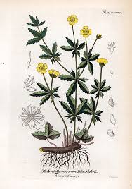 Image result for Potentilla tormentilla